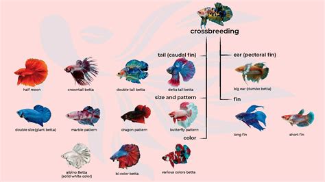 Betta Fish Breeding Chart