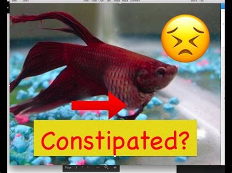 Betta Fish Constipation