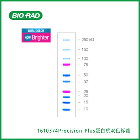 Bio Rad Precision Plus Protein Ladder Catalog 1610374