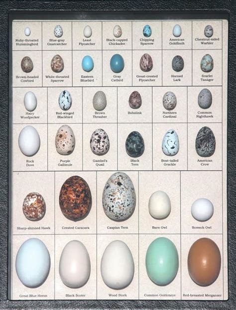 Bird Egg Sizes Chart