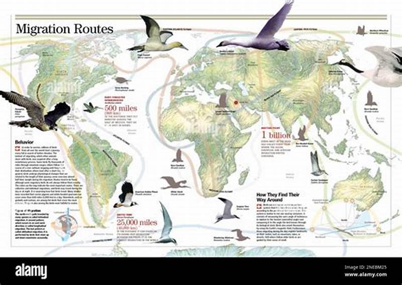 Bird Migration Pattern