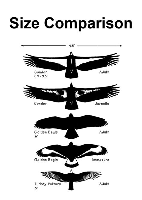 Bird Size Comparison Chart