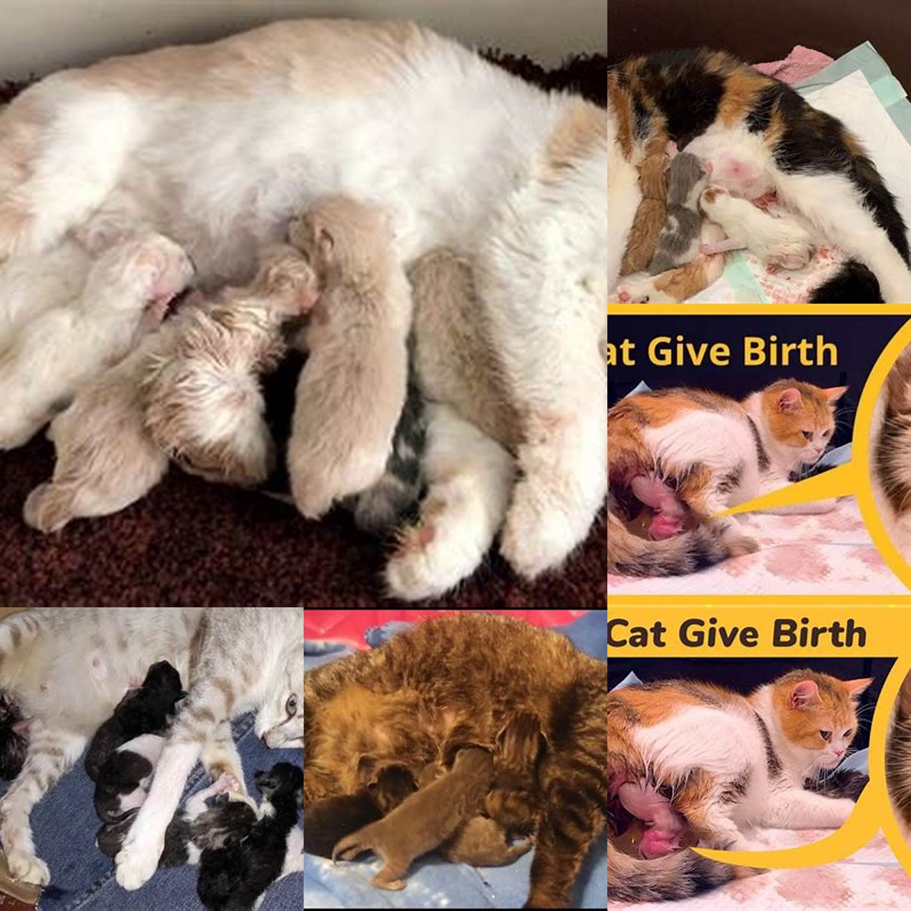 Birth of kittens