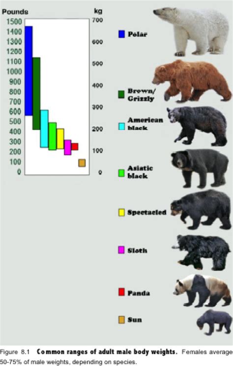 Black Bear Weight Chart