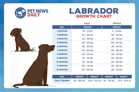 Black Lab Growth Chart