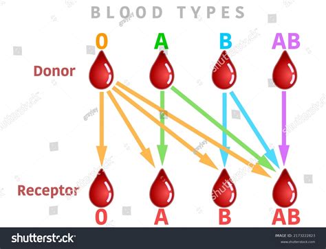 Blood Types And Transfusions Chart