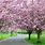 Blossoming Cherry Tree