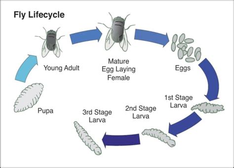 Blowfly Life Cycle Chart