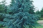 Blue Atlas Cedar Tree Problems