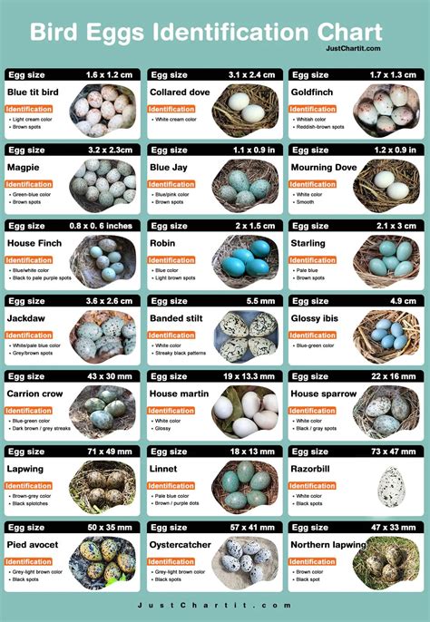 Blue Bird Egg Identification Chart