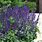 Blue Salvia Perennial