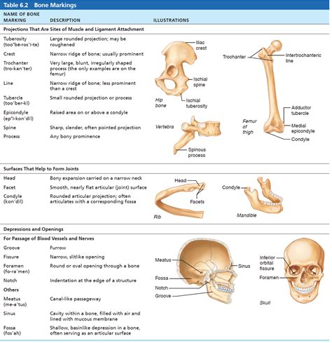 Bone Markings Skull Bone Function Of Bone Marking Chart