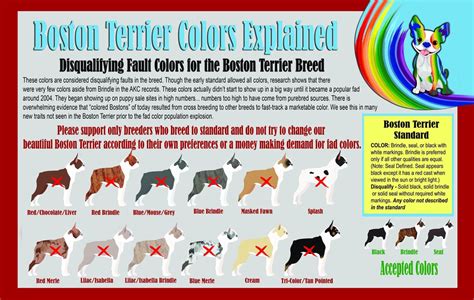Boston Terrier Colors Chart