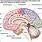 Brain Diagram Thalamus