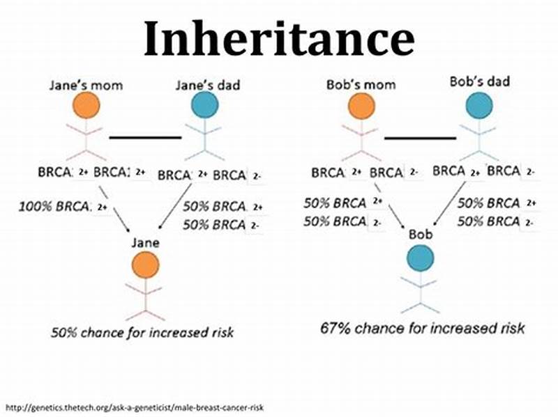 Brca2 Inheritance Pattern
