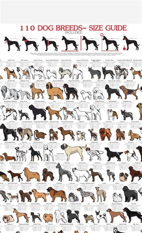 Breed Dog Size Chart