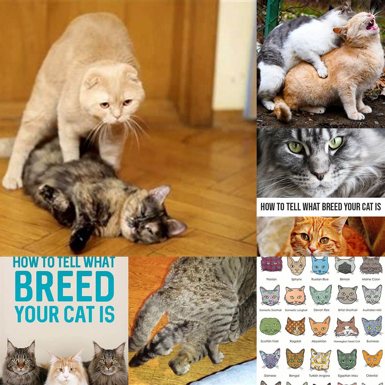 Breeding If you plan on breeding your cat knowing their breed is essential