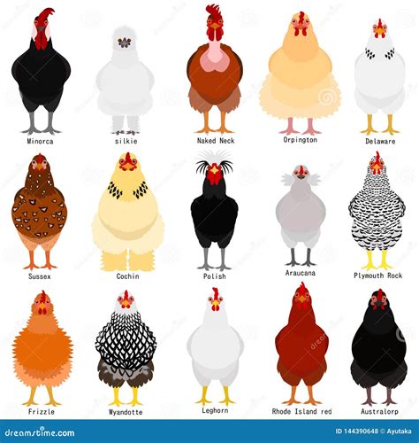 Breeds Of Chickens Chart