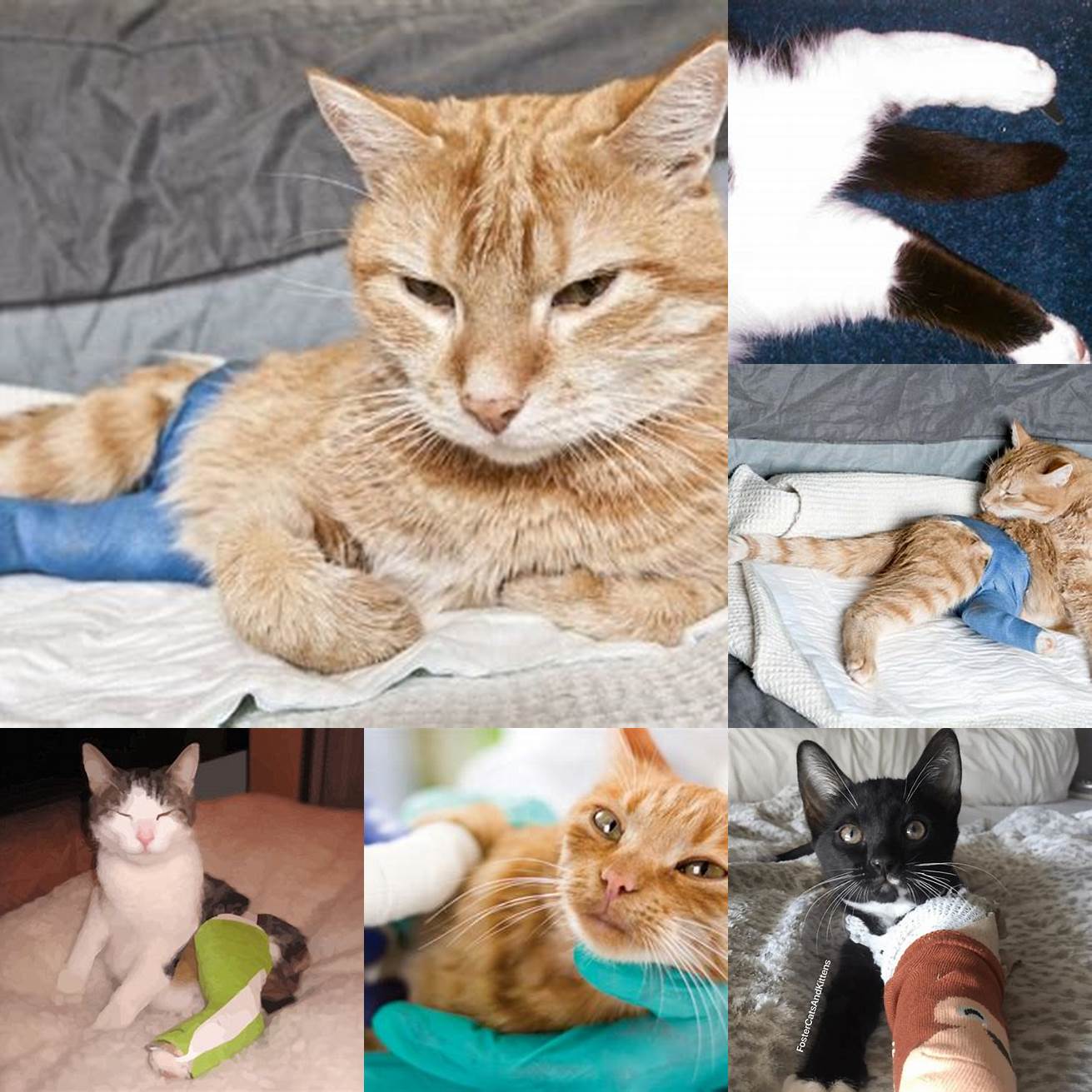 Broken bones - Cats can suffer from broken bones especially in their legs and hips when they fall from a height