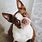 Brown and White Boston Terrier