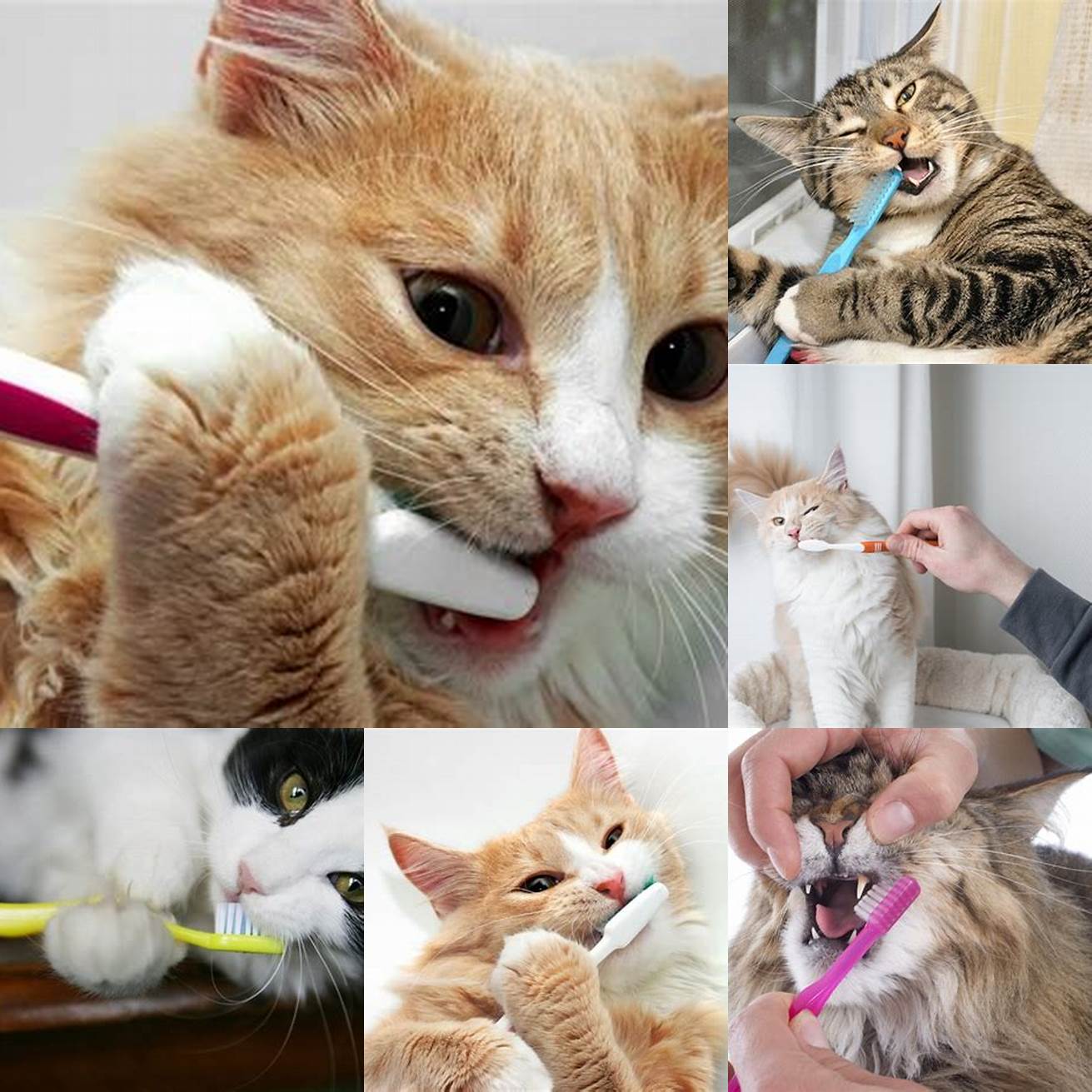 Brush your cats teeth regularly