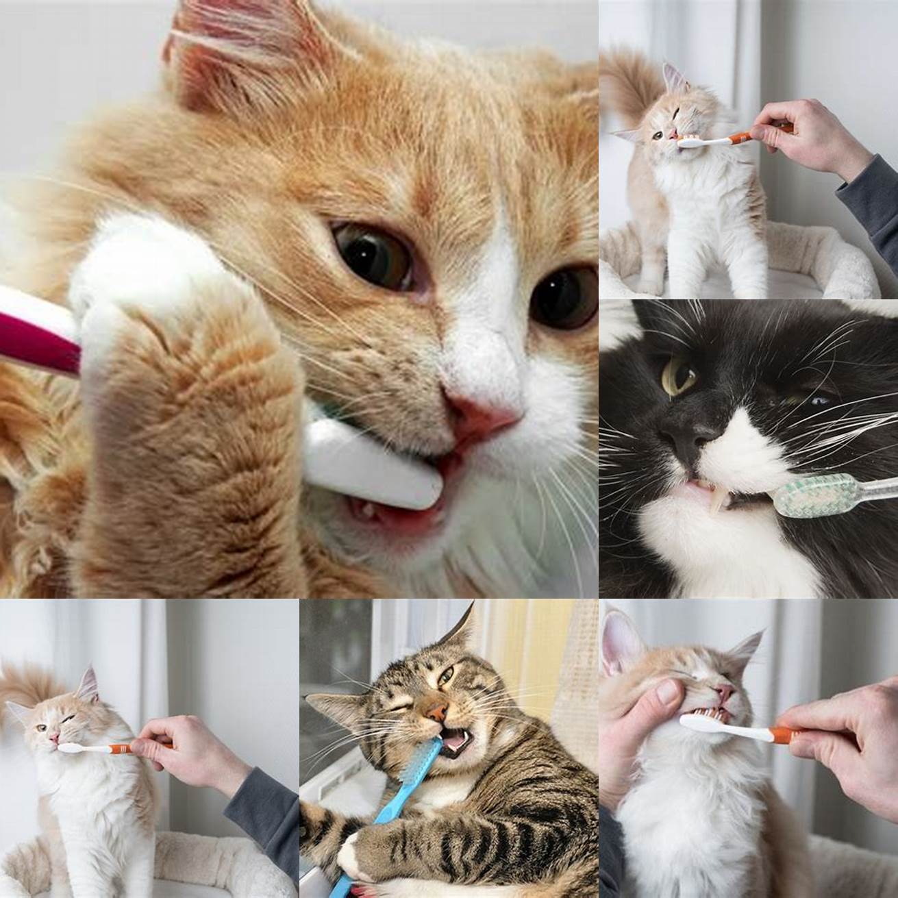 Brush your cats teeth