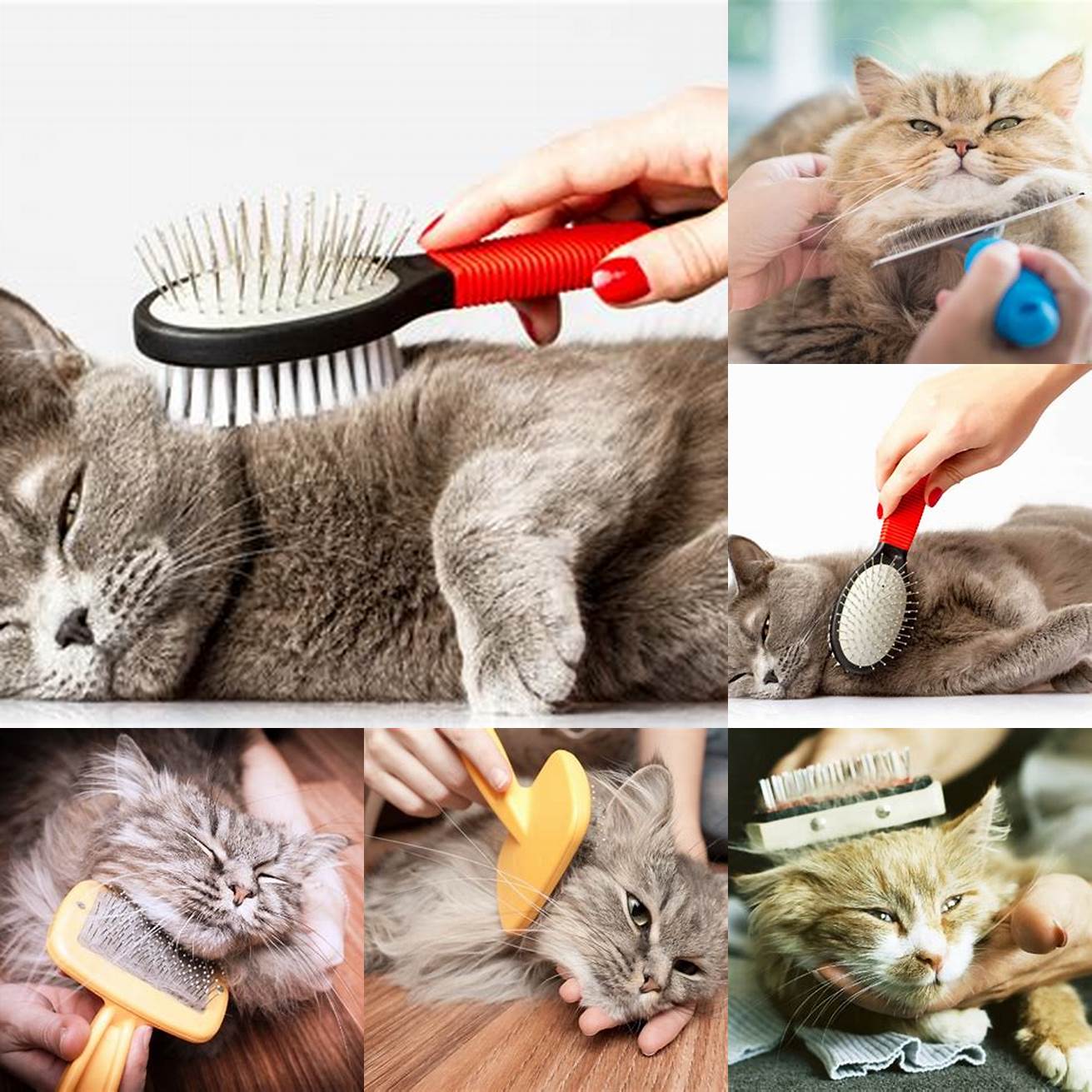 Brushing a cats fur