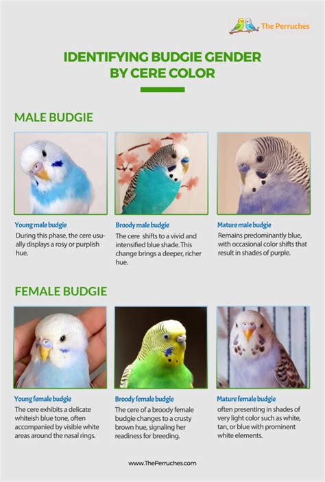 Budgie Gender Chart
