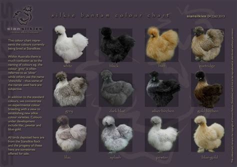 Buff Silkie Breeding Chart