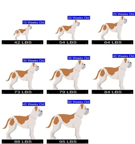 Bulldog Weight Chart