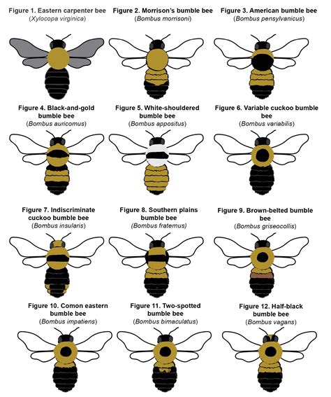 Bumble Bee Identification Chart