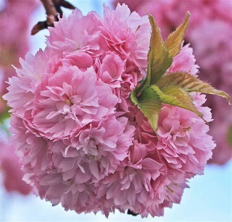 Bunga Ceri Jepang