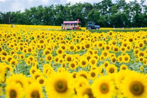 Bunga Matahari di Hokkaido