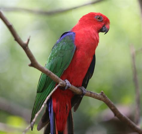 Burung