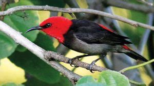 Burung sebagai Penyerbuk