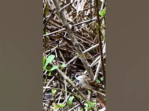 Syair Burung Pingai