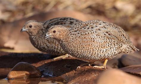Burung Puyuh