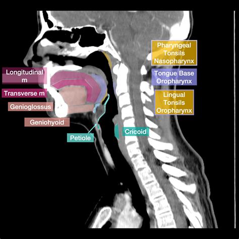 Radiology