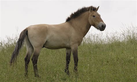 Przewalski