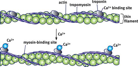 Calcium Ions Bind