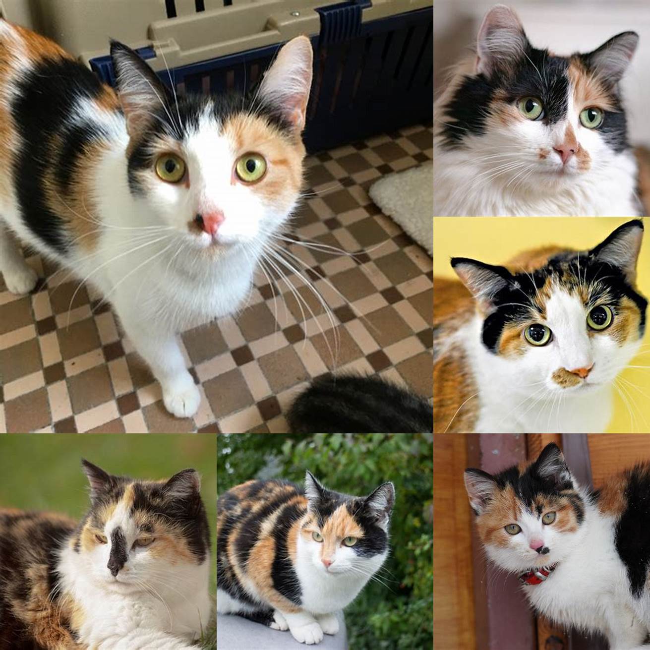 Calico cats are always female right