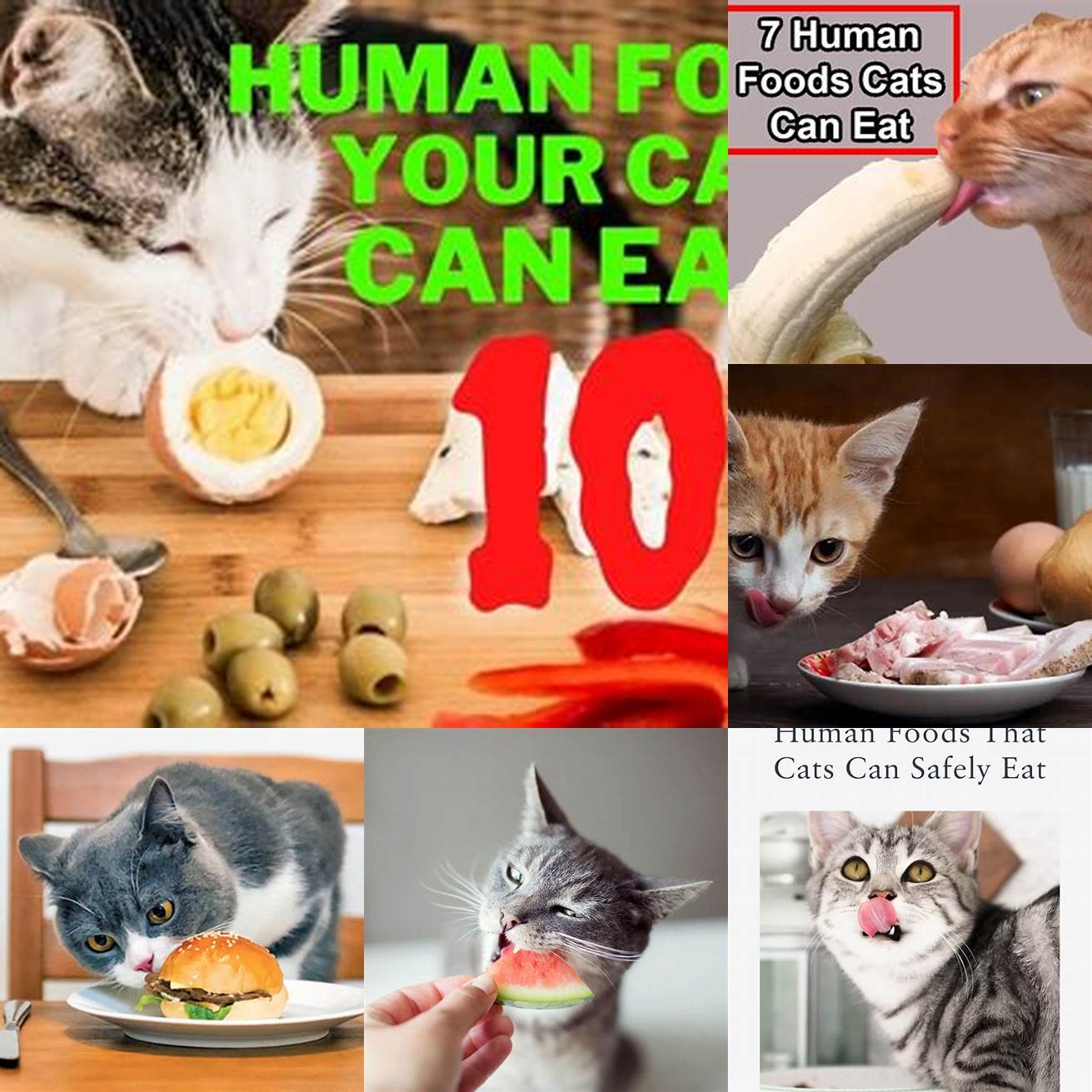 Can Cats Eat Human Food