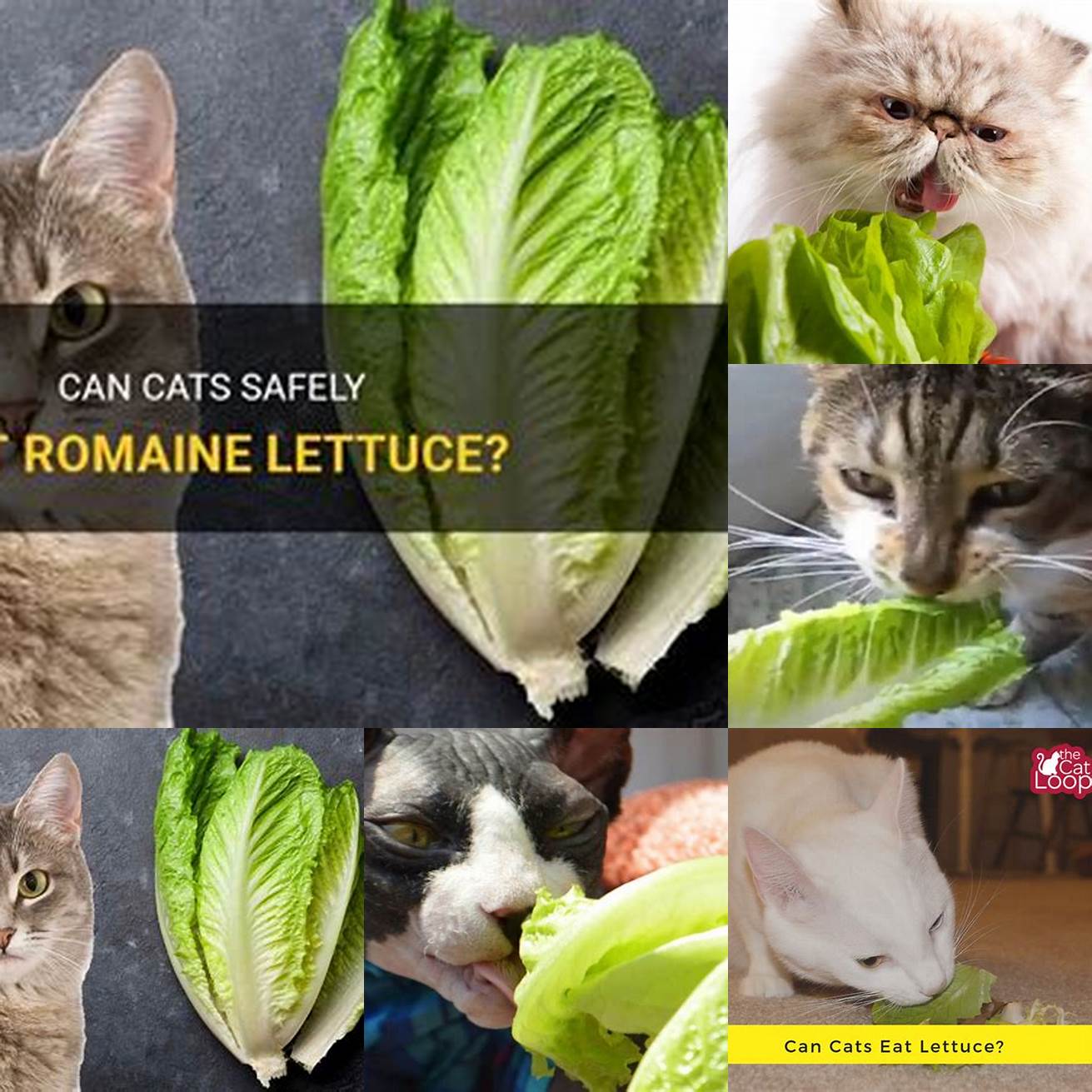 Can cats digest romaine lettuce