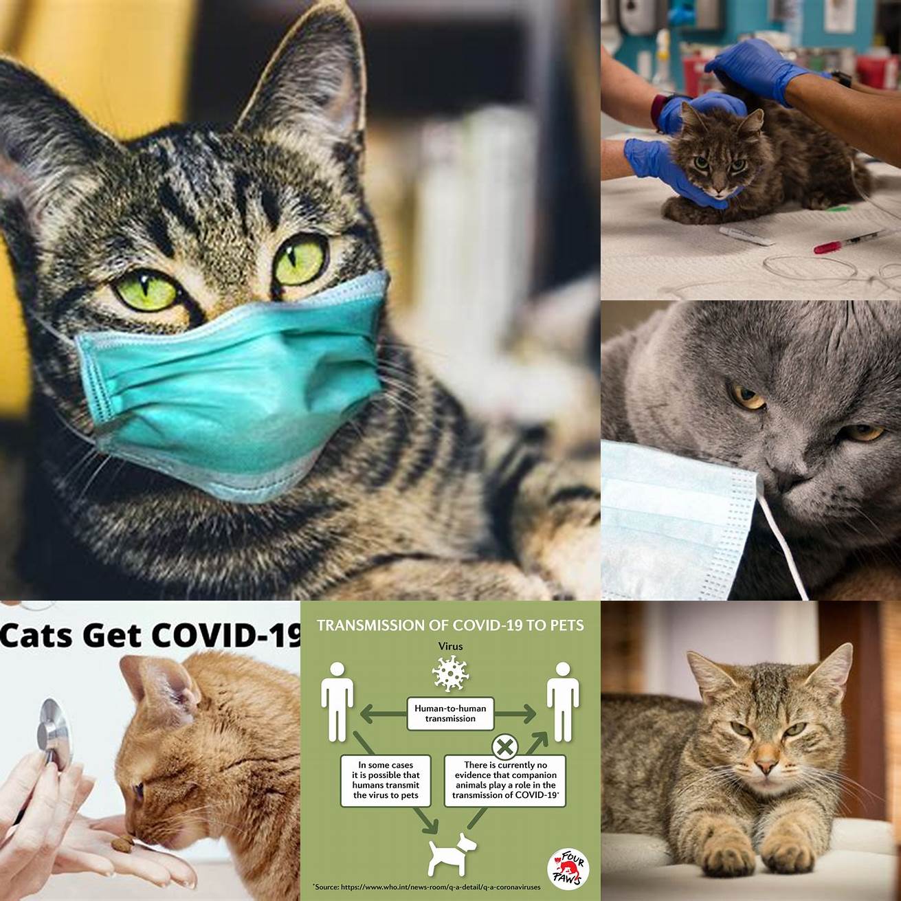 Can cats spread COVID-19 to humans