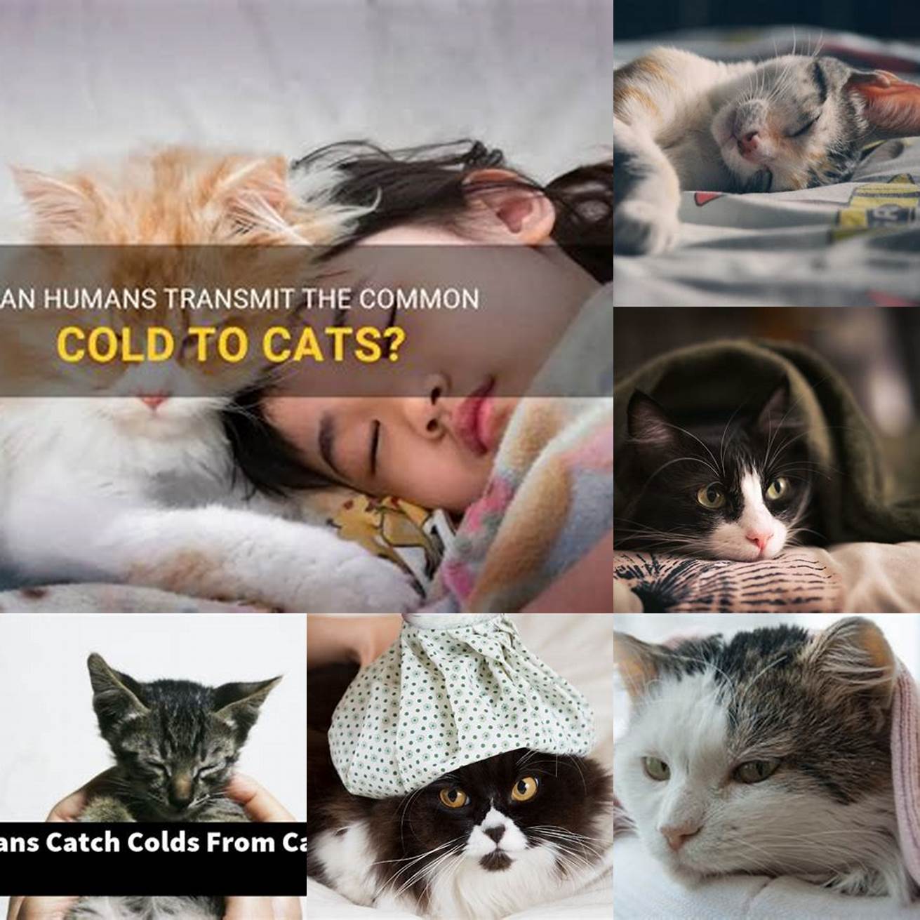 Can humans get cold from cats