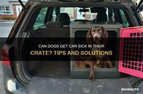 Can Dogs Get Car Sick