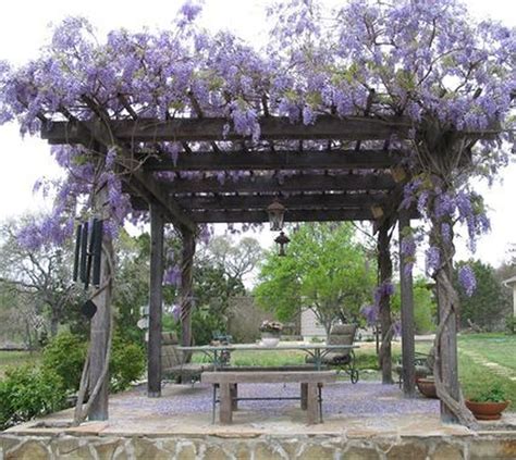 Can I grow wisteria in a container on my pergola?
