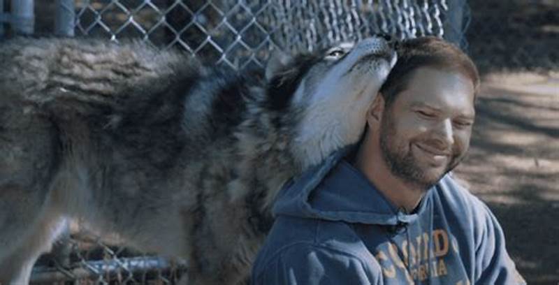 Can Wolves Form Bonds With Humans