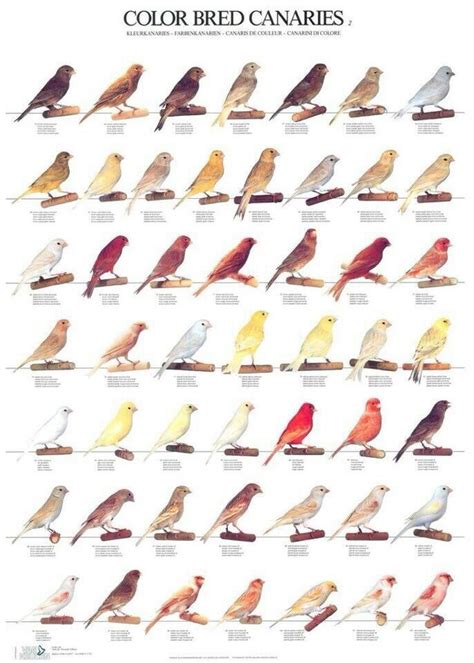 Canary Color Chart