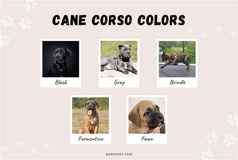 Cane Corso Colors Chart